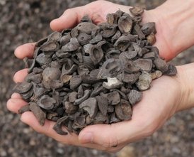 Palm kernel shells and sustainable materials